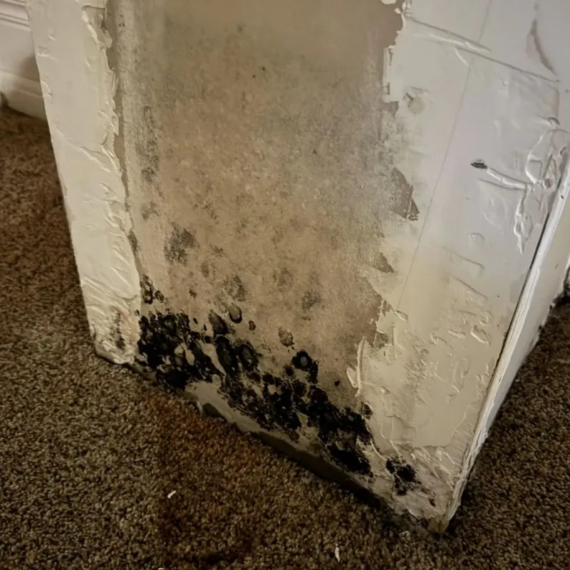 Professional Mold Removal in Santa Barbara, CA